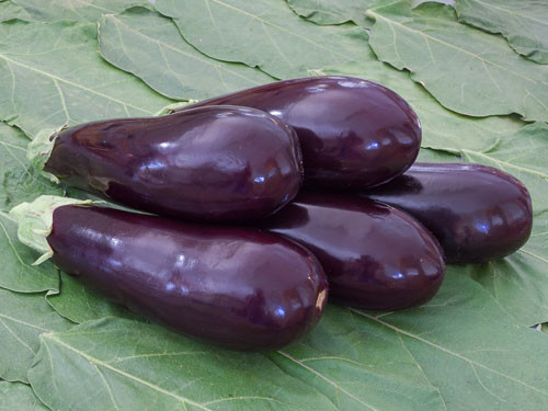 Aubergine