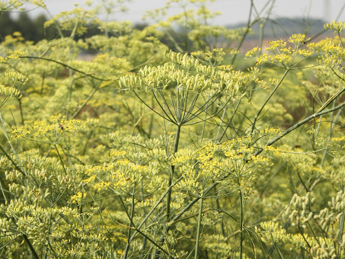 Gewürzfenchel