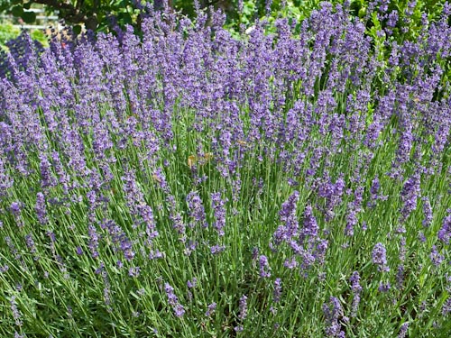 Lavendel