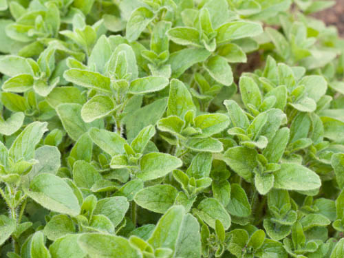 Oregano